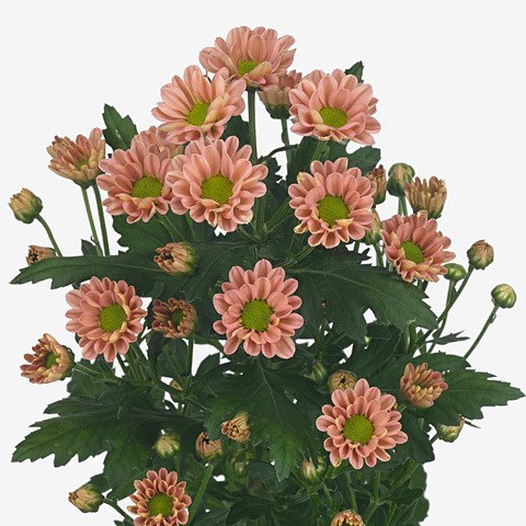 Хризантема сант-Chrysant sant-Rossi Smokey-55cm-100gr 31602b6a-bfa6-11ec-0a80-0b4c000897bb