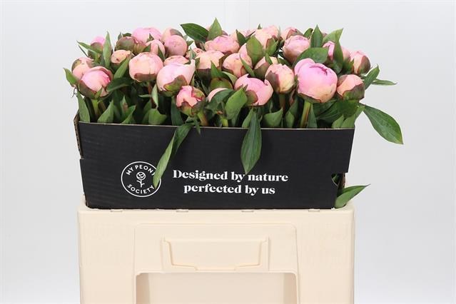 Пион-Paeonia-Southerns Pride-55cm 31a662ed-8f32-11ed-0a80-070800fa4810
