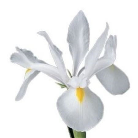 Ирис-Iris-Casablanca-64cm-44gr 31b671d2-8f32-11ed-0a80-070800fa4813