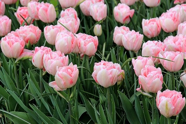 Тюльпан-Tulip-Du Foxtrot-36cm-35gr 31bd03f6-8f32-11ed-0a80-070800fa4816