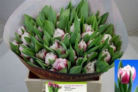 Тюльпан-Tulip-Du Melrose-36cm-34gr 31c329c4-8f32-11ed-0a80-070800fa4819