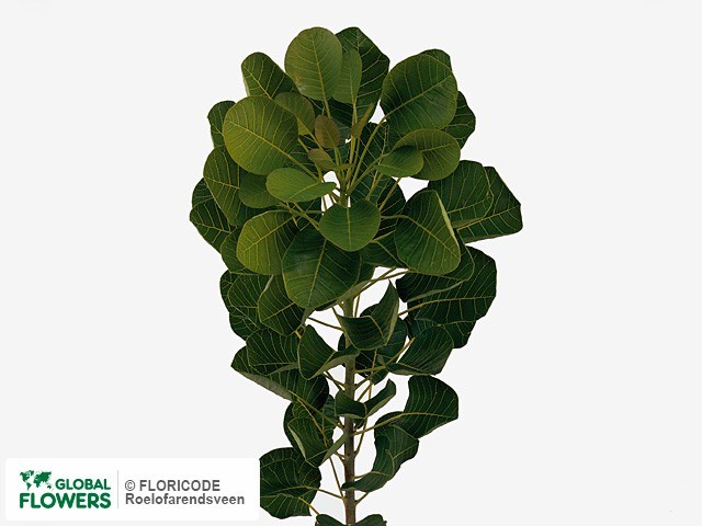 Котинус-Cotinus-C M Green Fount-60cm 31e0b507-343d-11ee-0a80-0dd40017ebf5