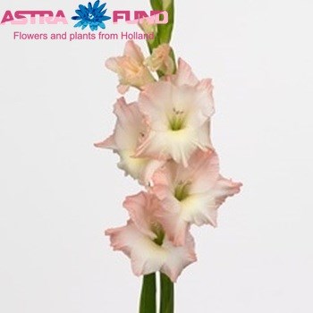 Гладиолус Gr-Gladiolus Gr-Careless-120cm-230gr 31e673af-343d-11ee-0a80-0dd40017ebf8