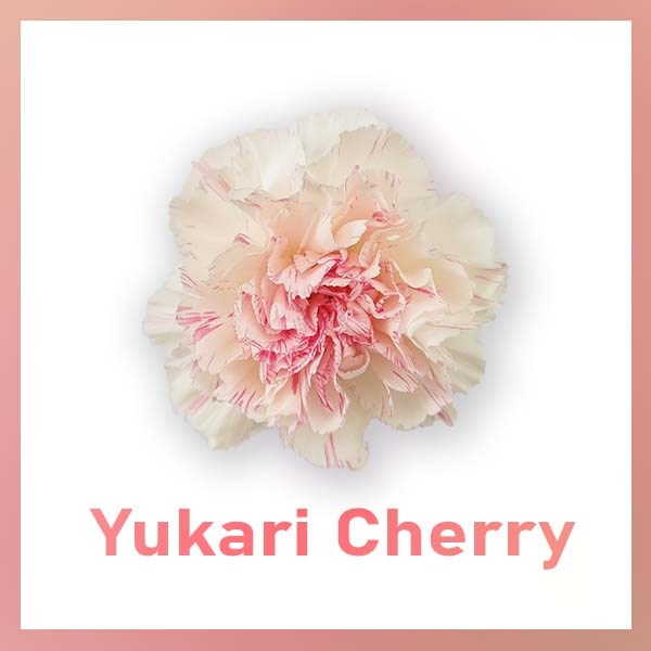 Гвоздика SE-Dianthus SE-Yukari Cherry-FC 31fa5ffa-6671-11ed-0a80-06480018bb76