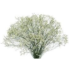 Лимониум-Limonium-Cool Diamond-70cm-So 3200e1e8-6070-11ef-0a80-1384000a663f