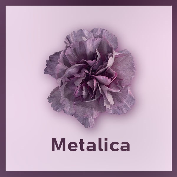 Гвоздика SE-Dianthus SE-Metallica-FC 3202416e-6671-11ed-0a80-06480018bb79