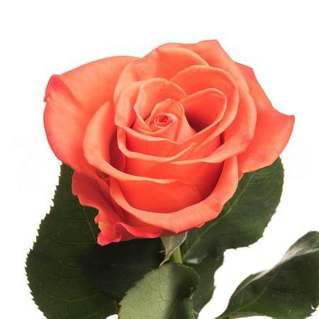 Роза-Rosa-Orange Crush-50cm-OS 320ee0f9-baee-11ee-0a80-0baa000132fe