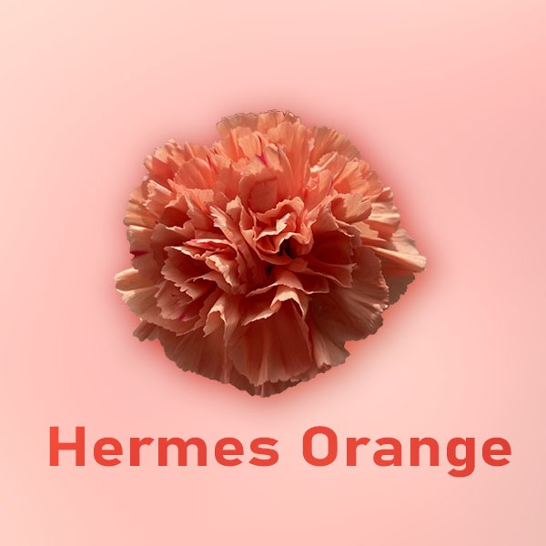 Гвоздика SE-Dianthus SE-Hermes Orange-FC 321717f3-6671-11ed-0a80-06480018bb82