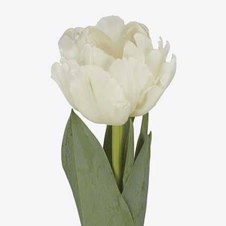Тюльпан-Tulip-Du White Foxtrot-36cm-35gr 321a6214-8f32-11ed-0a80-070800fa4825