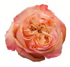Роза-Rosa-Honey Hearts-50cm-IS 3240869e-bfa9-11ec-0a80-0b4c000b3998