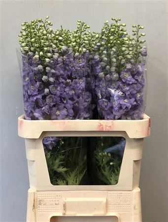 Дельфиниум-Delphinium-Du Dew Impress-95cm 324aa2d1-343d-11ee-0a80-0dd40017ec0a