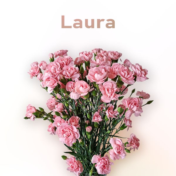 Гвоздика куст SE-Dianthus sp SE-Laura-FC 32661807-6671-11ed-0a80-06480018bba3