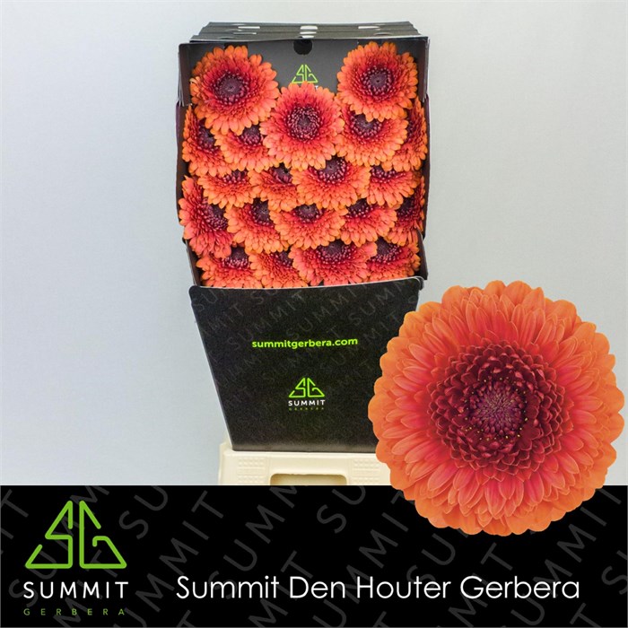Гербера-Gerbera-Mb Couscous Diamond-50cm 326704db-343d-11ee-0a80-0dd40017ec10