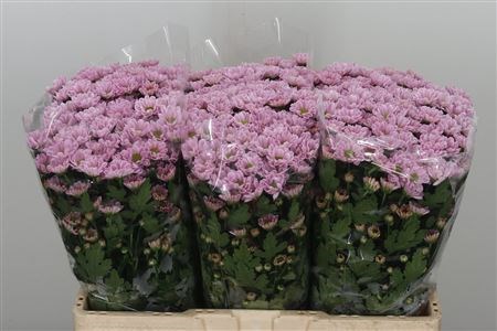 Хризантема сант-Chrysant sant-Rossi Pink-55cm-110gr 328d65a8-bfa6-11ec-0a80-0b4c000899ea