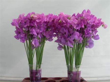 Латирус-Lathyrus-Wi Suns Mauve--45cm 04f87c4f-b8fa-11ed-0a80-0ccf002d8425