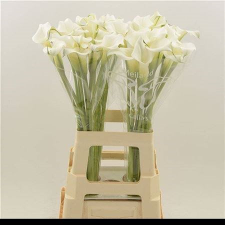 Калла-Zantedechia-Crystal Clear-60cm 32aa702b-e01b-11ef-0a80-16060016a3db