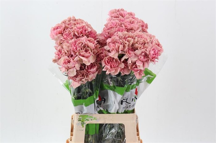 Гвоздика ст-Dianthus st-Lady Dayana-70cm 32c584ea-343d-11ee-0a80-0dd40017ec1c