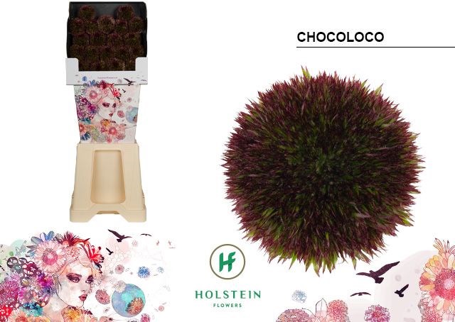 Гербера-Gerbera-Pomponi Chocoloco Diamond-50cm 32e5dafc-9fa8-11f0-0a80-11aa001320cf