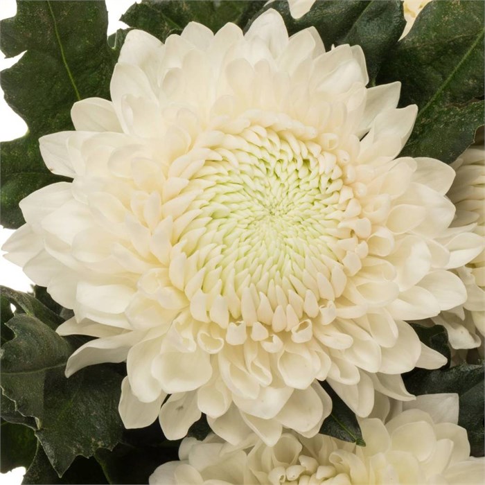 Хризантема одн-Chrysant Gr-Silent-70cm-70gr 330a4b37-e01b-11ef-0a80-16060016a3e4