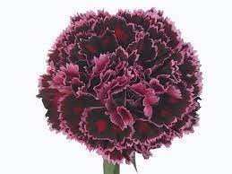 Гвоздика ст-Dianthus st-Nob Burgundy-65cm 330fc7bb-e01b-11ef-0a80-16060016a3e7