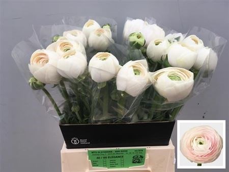 Ранункулус-Ranunculus-Su Hanoi-40cm 3325e653-bfa5-11ec-0a80-0b4c0007b1d1