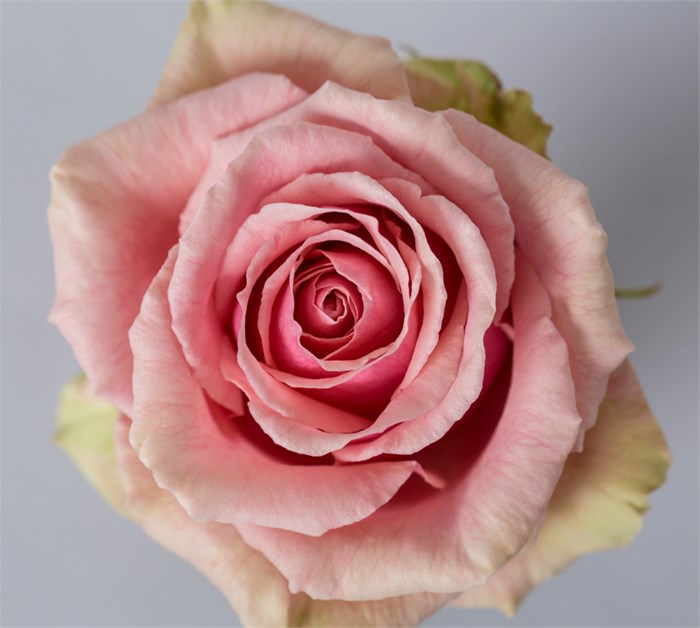 Роза-Rosa-Geraldine-60cm-QA 333bb2a4-647c-11f0-0a80-05de0028b187