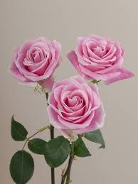 Роза-Rosa-Rosita Vendela-50cm-QA 333e81ec-647c-11f0-0a80-05de0028b18c