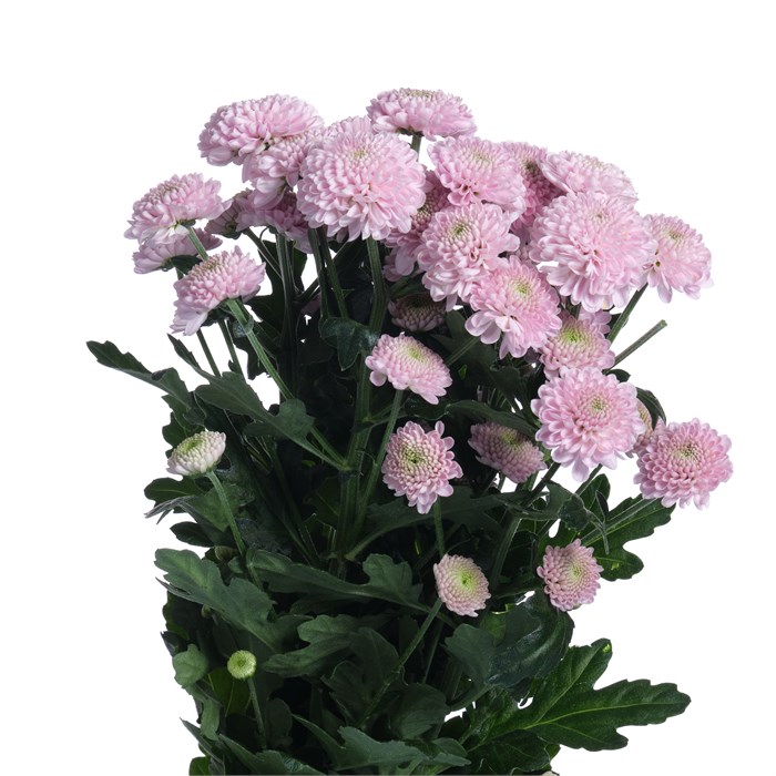 Хризантема сант-Chrysant sant-Ellison Sweet-55cm-130gr 3342dde9-343d-11ee-0a80-0dd40017ec2e