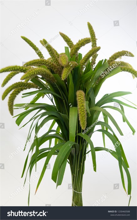 Сетария-Setaria-It Gr Pearl-80cm 334c3668-82f5-11ef-0a80-0cf10068c4a9