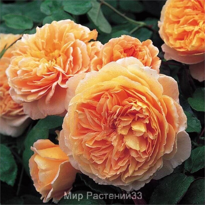 Роза-Rosa-Princess Crown-60cm-JR 3364f4f1-4d49-11ee-0a80-02e300050ae7