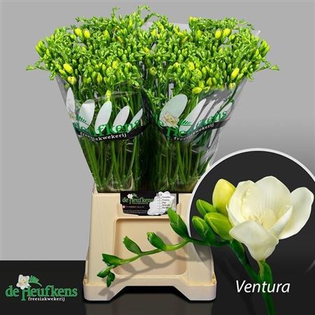 Фрезия-Freesia-Du Ventura-54cm-22gr 337f808b-873d-11ed-0a80-07080090cbbd