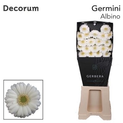 Гербера-Gerbera-Mi Albino Diamond-50cm 3385943f-fb95-11f0-0a80-11a2000ca5d2
