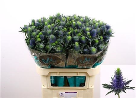 Эрингиум-Eryngium-Supernova Qstar-80cm 339e8aea-873d-11ed-0a80-07080090cbc6