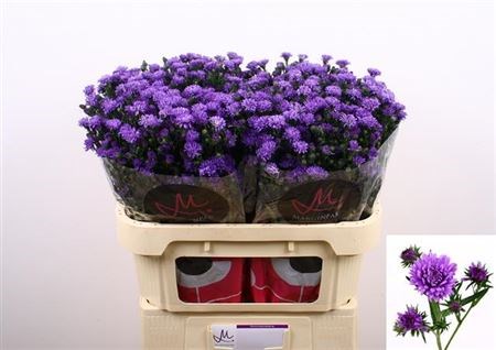 Астра-Aster-Astee Dark Milka-80cm--30gr 33c84b81-f2cc-11ef-0a80-074d00349828