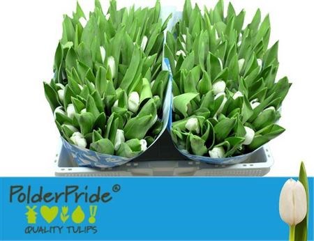 Тюльпан-Tulip-En Royal Virgin-40cm-38gr 33d8012d-9fa8-11f0-0a80-11aa001320ee