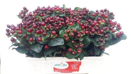 Хиперикум-Hypericum-Coco Montana-50cm 33e431ba-9fa8-11f0-0a80-11aa001320f1