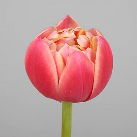 Тюльпан-Tulip-Du Columbus-37cm-36gr 33f2e59e-873d-11ed-0a80-07080090cbcf