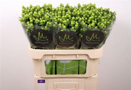 Хиперикум-Hypericum-Sisu Charm-70cm 33f3d0c2-fb95-11f0-0a80-11a2000ca5e7