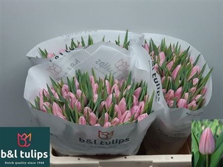 Тюльпан-Tulip-En Aafke-38cm-32gr 33f92b2b-873d-11ed-0a80-07080090cbd2