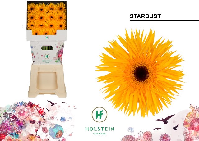 Гербера-Gerbera-Spider Stardust Diamond-50cm 3435abed-22c2-11ed-0a80-014500136c21