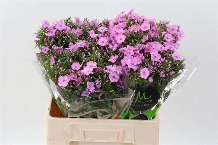 Флокс-Phlox-P Pink Eyes-60cm 34758428-22c2-11ed-0a80-014500136c27