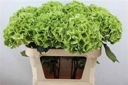 Гортензия-Hydrangea-M Mag Emeral Cl-60cm 3493f3f2-1f49-11ef-0a80-054d001c7789