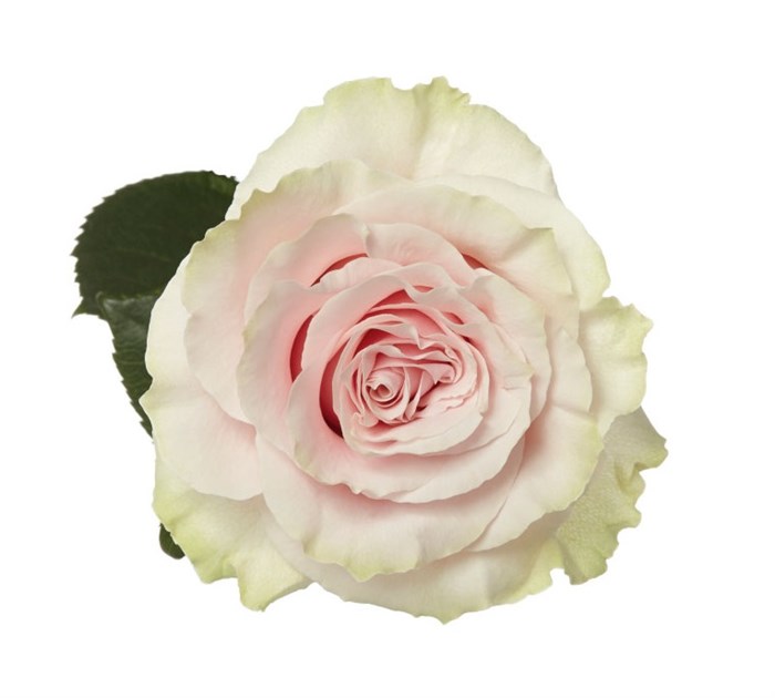 Роза-Rosa-Pink Mondial-50cm--IS 34aa1b4b-4b33-11ef-0a80-10d000248916