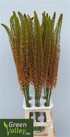 Эремурус-Eremurus-Emmy Ro--90cm 34d8e2b7-22c2-11ed-0a80-014500136c40