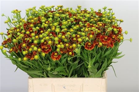 Гелениум-Helenium-Autumn Fire-60cm 34e006b3-22c2-11ed-0a80-014500136c43