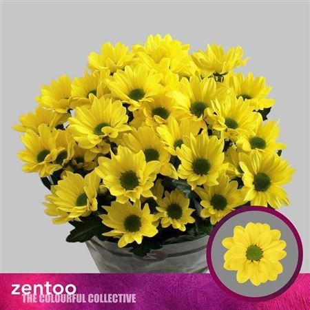 Хризантема куст-Chrysant Tr-Copa-70cm-100gr 055113a7-acc6-11ef-0a80-02d0007aaf98
