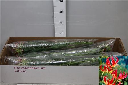 Глориоза-Gloriosa-Rothschild Long-65cm 34f04d1d-bfa4-11ec-0a80-0b4c0006b9d8