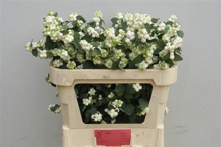 Снежноягодник-Symphoricarpos-Mag Avalanche--75cm 35147fa8-22c2-11ed-0a80-014500136c4d