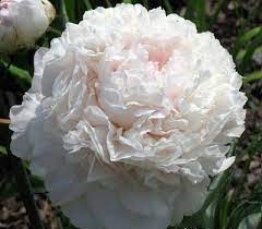 Пион-Paeonia-Brother Chuck-60cm 353d2129-1f49-11ef-0a80-054d001c77a6