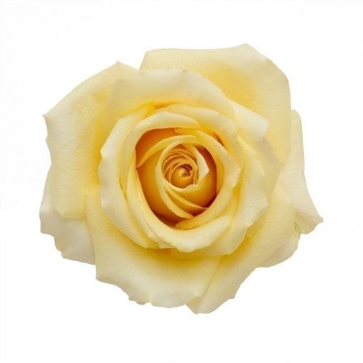 Роза-Rosa-Butterscotch-50cm-AG 35803538-8885-11ee-0a80-0eb3005bcbe1
